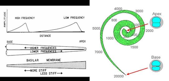 Basilar Membrane